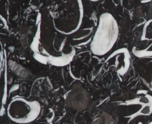 潜伏3亿年的石头——海贝花及供应商