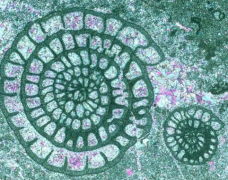 超微化石：利用显微镜即能进行研究的化